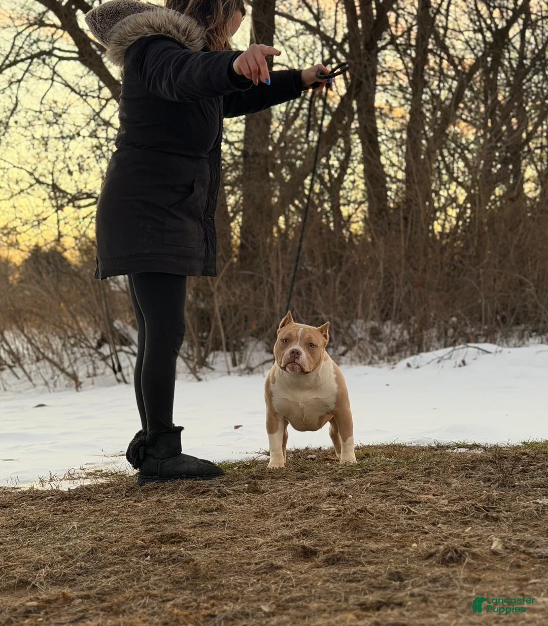 American Bully dogs for sale: American Bully Female 2 - Ad 2