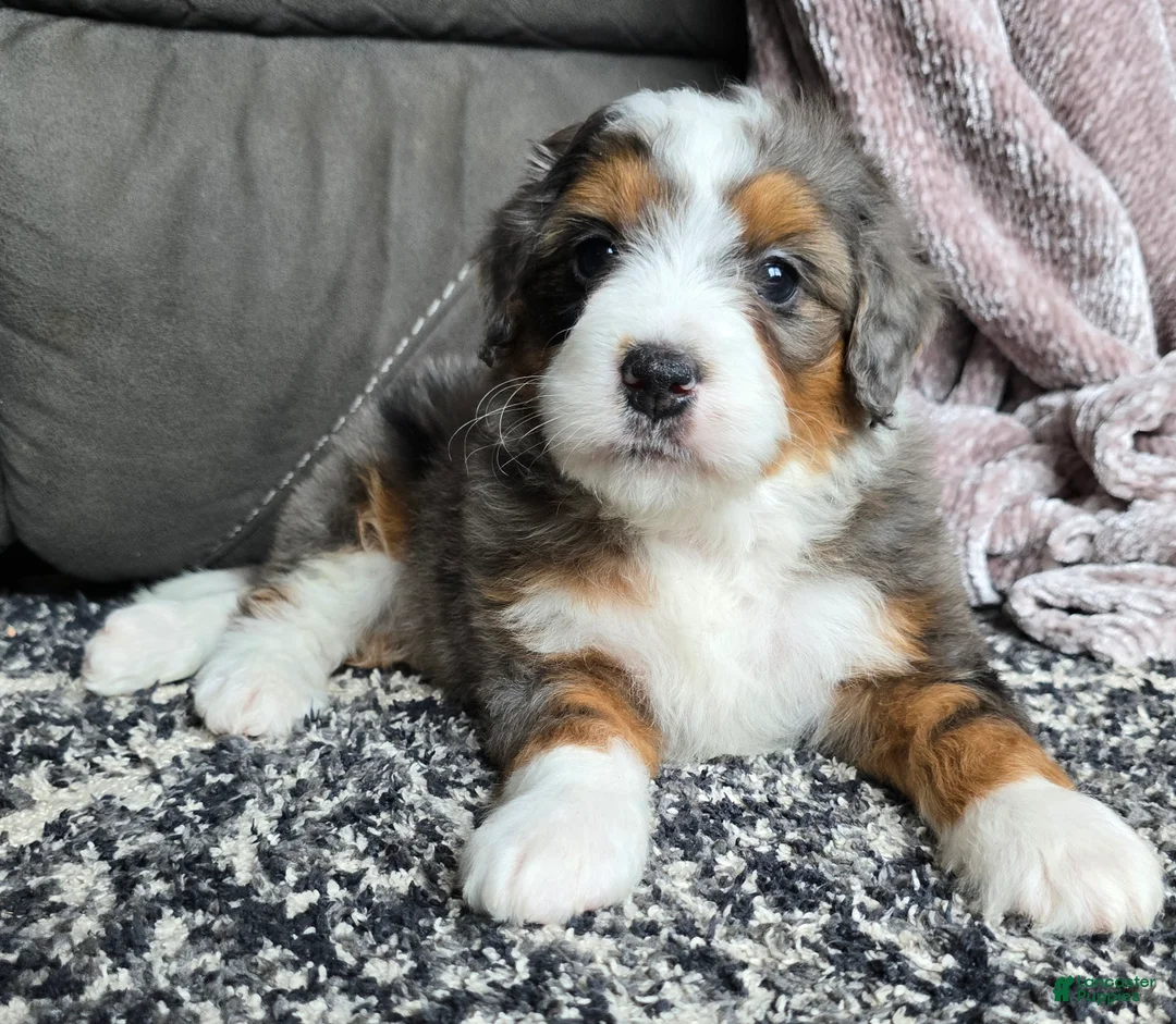 Mini Bernedoodle dogs for sale: Mini Alfie - Ad 17