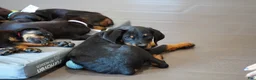 Rottweiler dogs for sale: Vermithor - Ad 6