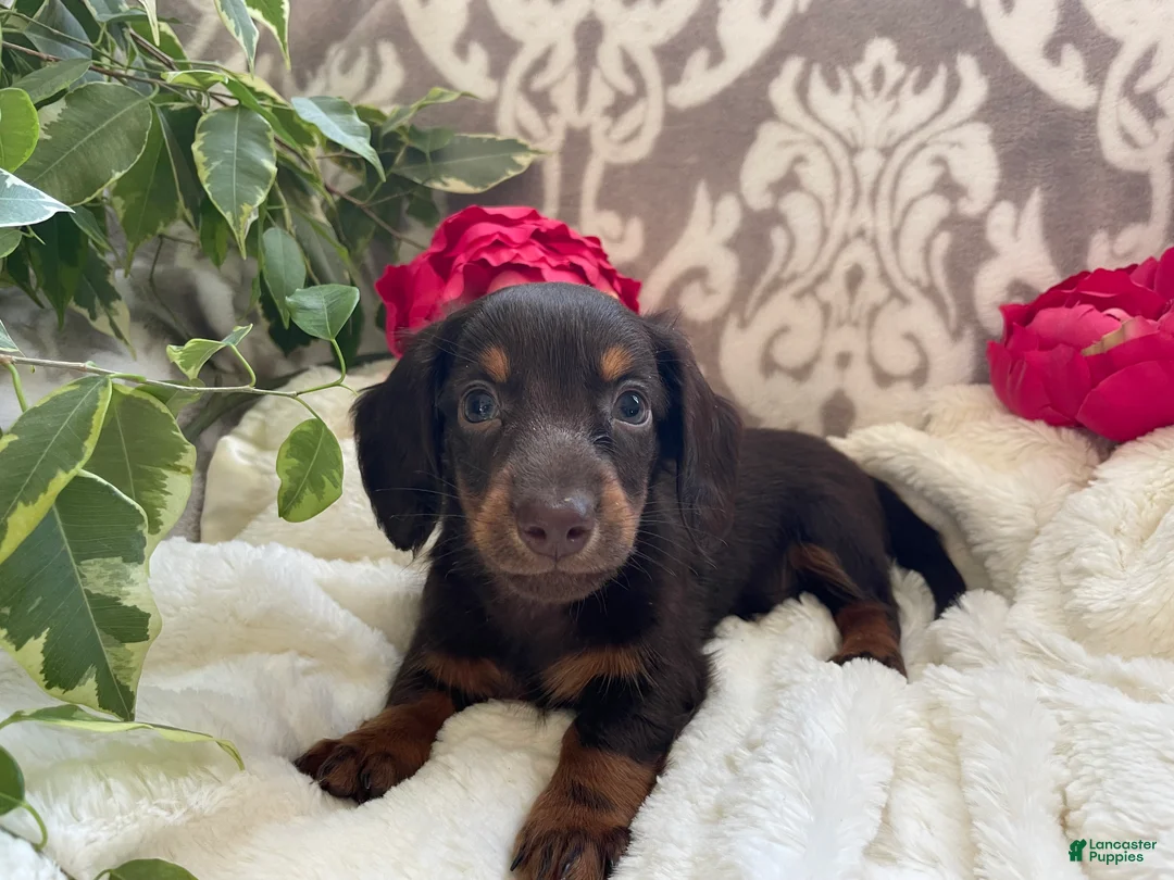 Miniature Dachshund dogs for sale: Conner - Ad 2