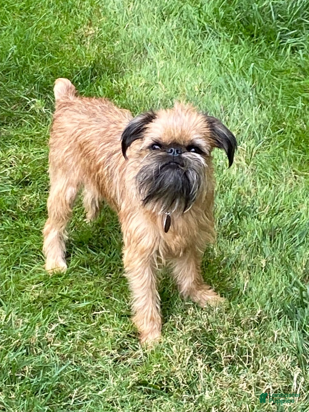 Gallery Image {{count}}