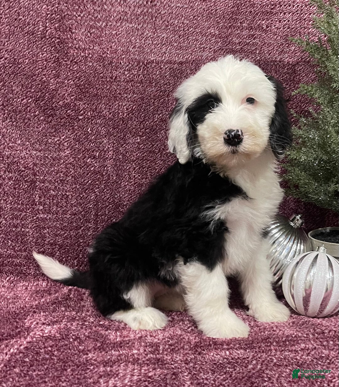 Sheepadoodle dogs for sale: Kate - Ad 6
