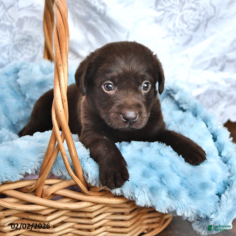 Labrador Retriever dogs Lucas - Ad 26