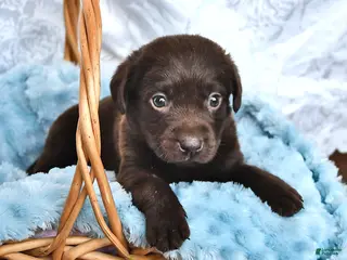 Labrador Retriever dogs Lucas - Ad 26