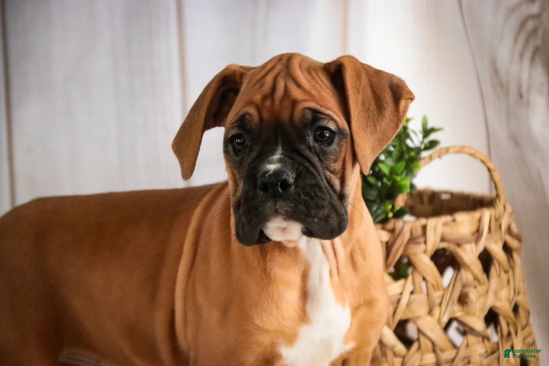 Boxer dogs for sale: Hazel - Ad 4