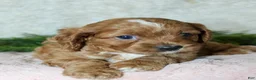 Cavapoo dogs for sale: Cavapoo 2 - Ad 2