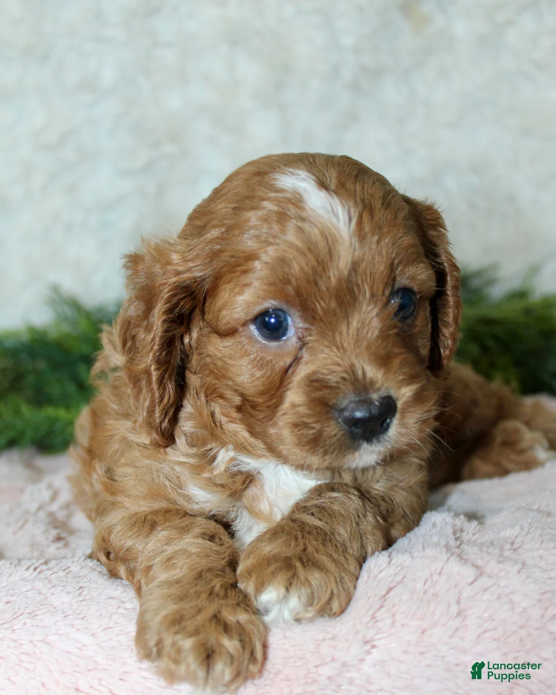 Cavapoo dogs for sale: Cavapoo 2 - Ad 2