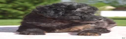 Toy Poodle dogs for sale: Bella Merle female puppy - Ad 12