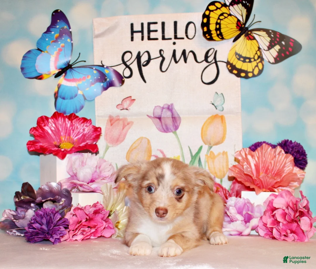 Chihuahua dogs for sale: Kreed - Ad 1