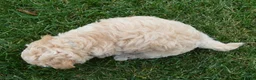 Mini Goldendoodle dogs for sale: Mini Gus - Ad 13