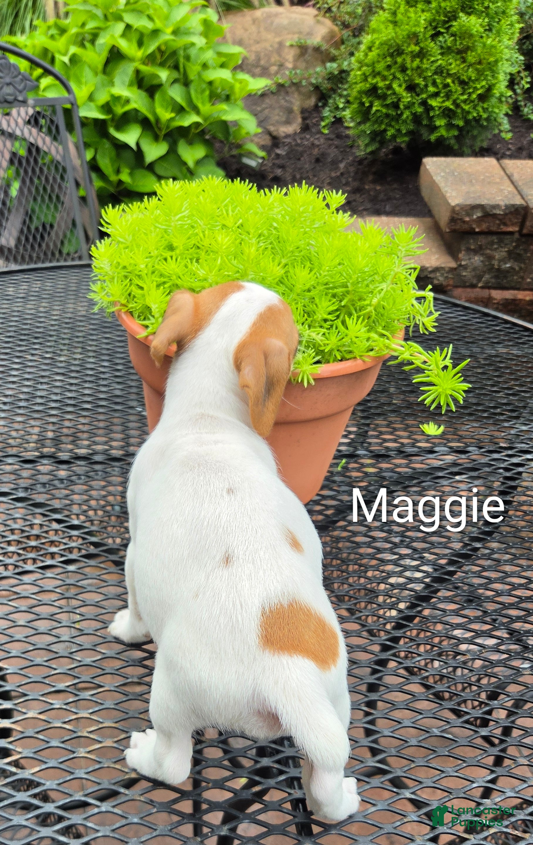Jack Russell Terrier dogs Jack Russell Terrier 3 - Ad 1