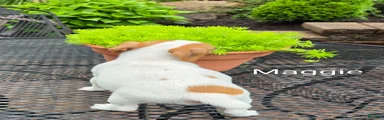 Jack Russell Terrier 3