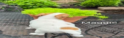 Jack Russell Terrier dogs for sale: Jack Russell Terrier 3 - Ad 1