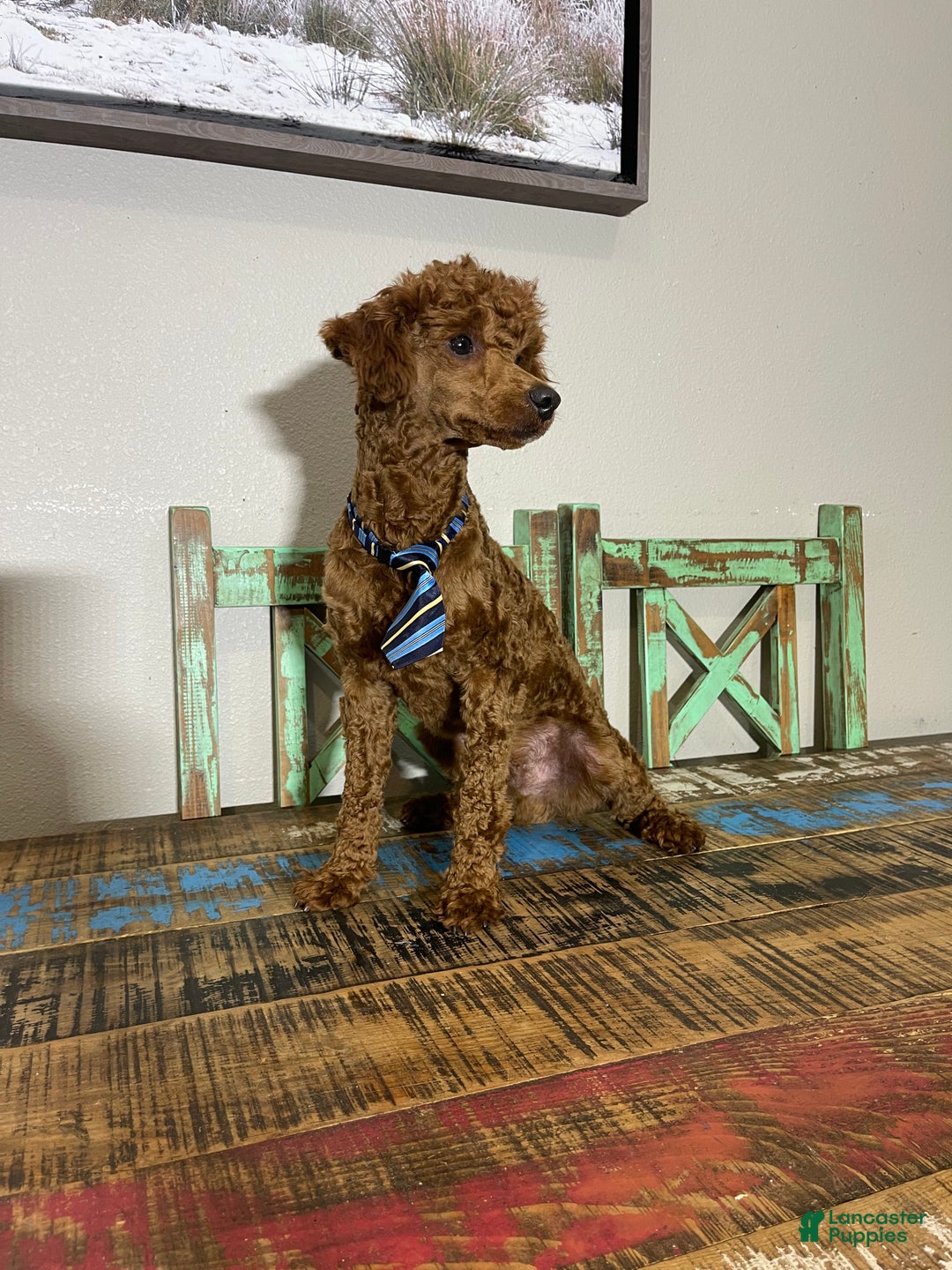 Miniature Poodle dogs for sale: Akc Clear Red Boy Bentley - Ad 7