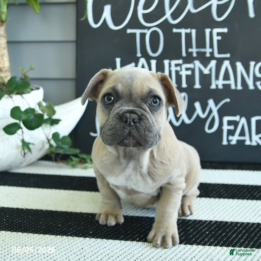 French Bulldog dogs Frdric - Ad 2