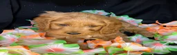 Cockapoo dogs for sale: Caprice - Ad 4