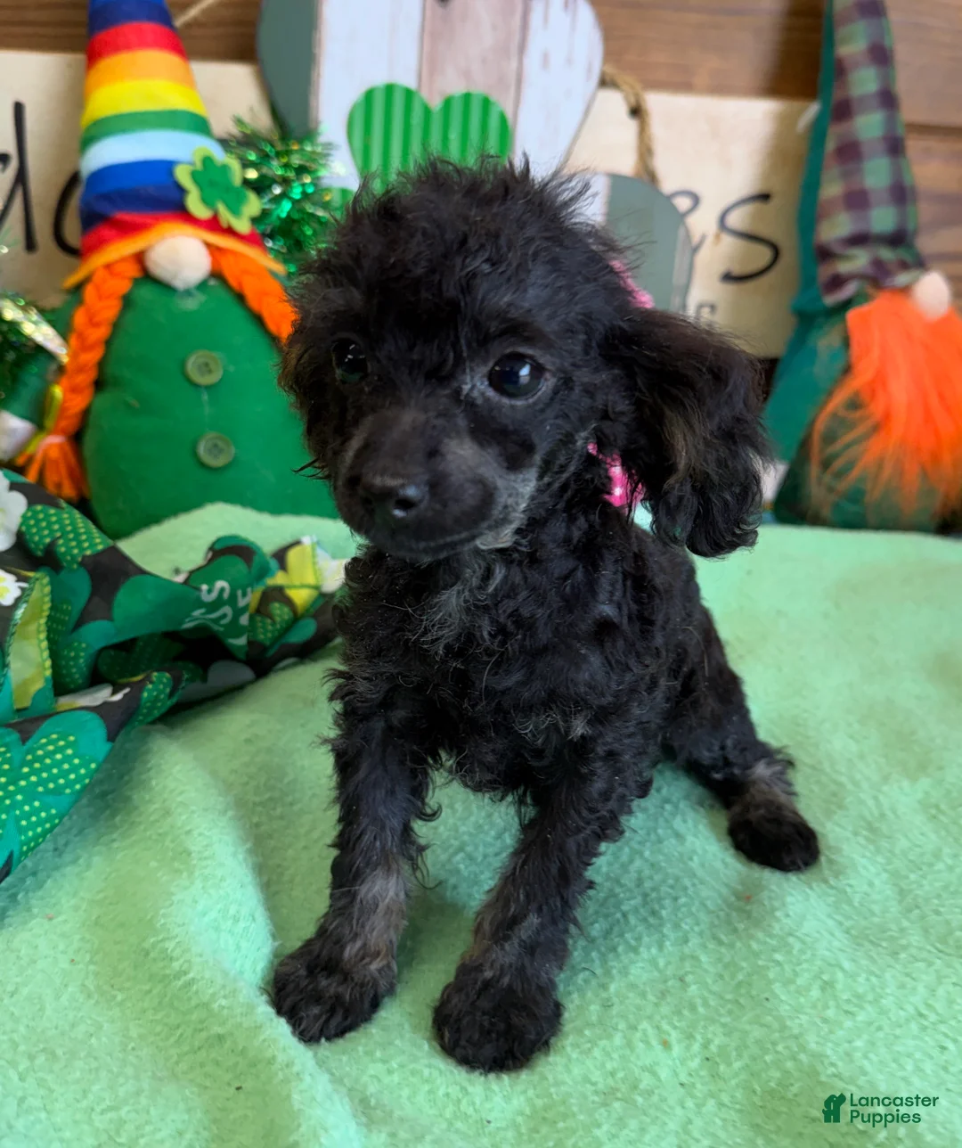 Toy Poodle dogs for sale: Tiny - Ad 1