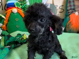 Toy Poodle dogs Tiny - Ad 12