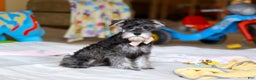 Miniature Schnauzer dogs for sale: Charity - Ad 2