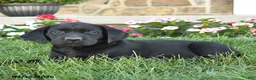 Labrador Retriever dogs for sale: Gauge - Ad 2
