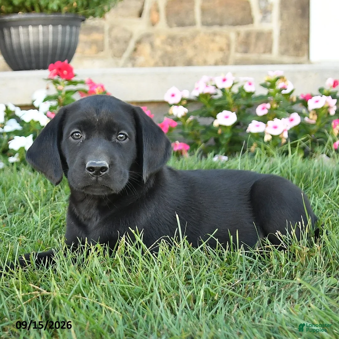 Labrador Retriever dogs for sale: Gauge - Ad 2