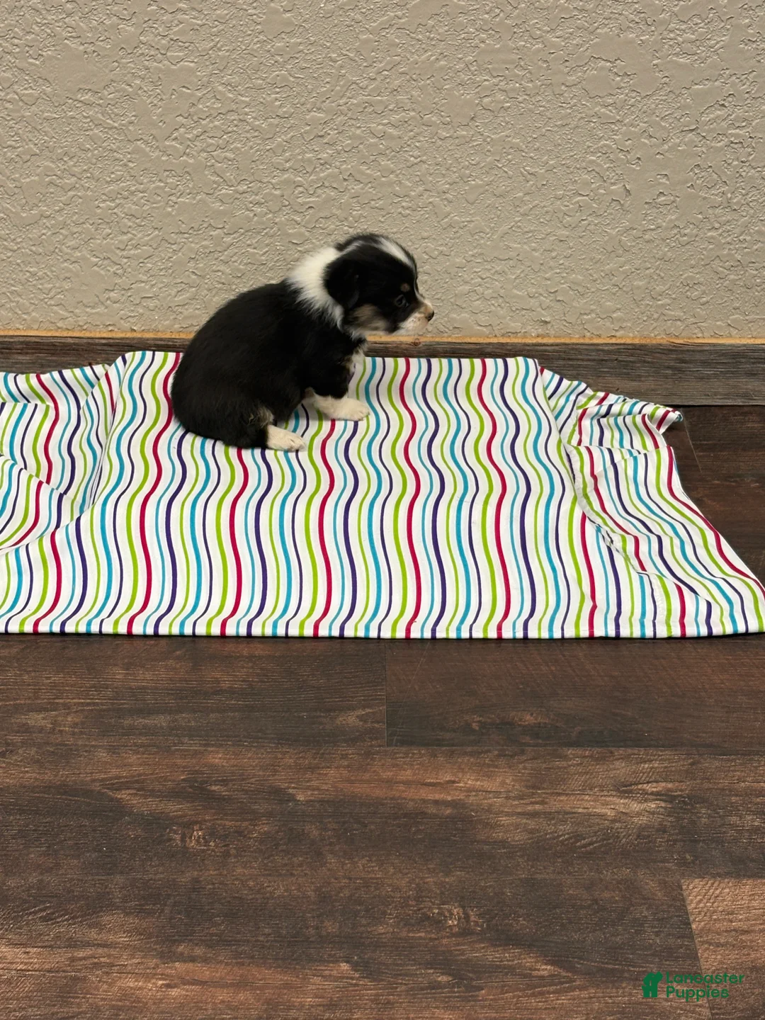 Welsh Corgi Pembroke dogs for sale: Sommer - Ad 3