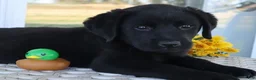 Labrador Retriever dogs for sale: Sadie Champ lines - Ad 1
