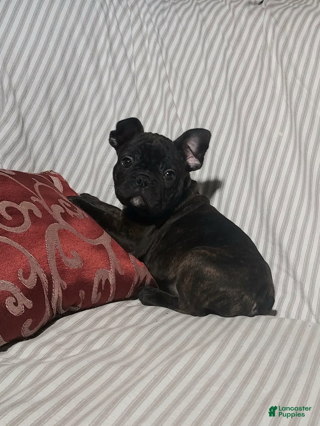 Frenchton dogs for sale: Blake - Ad 2