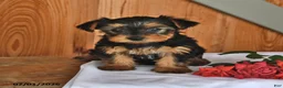 Yorkshire Terrier dogs for sale: Kimberly - Ad 4
