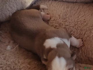 Siberian Husky dogs for sale: Siberian Husky Puppy 7 - Ad 1