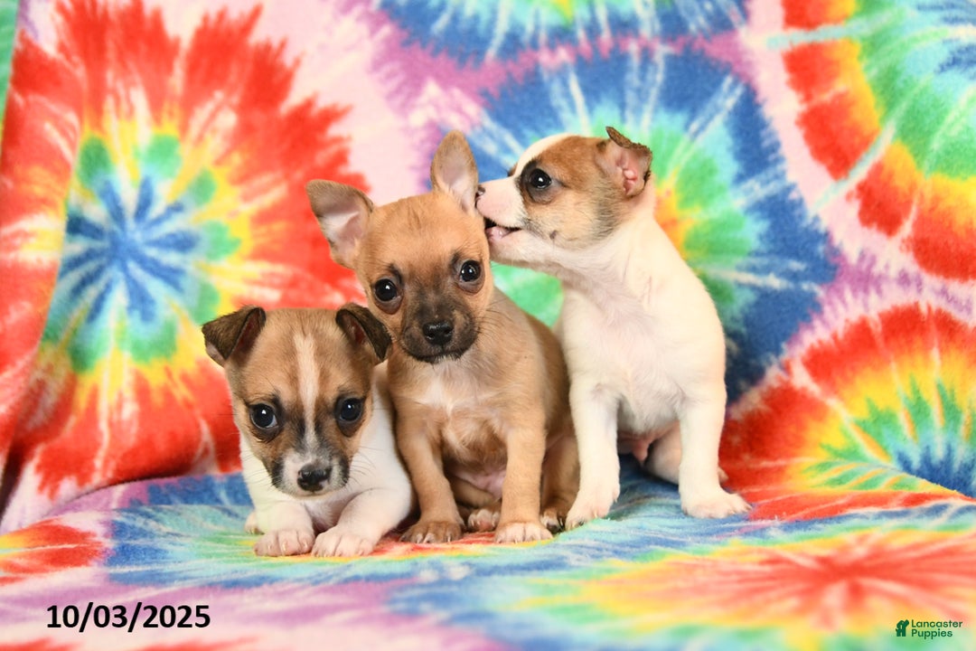 Gallery Image {{count}}