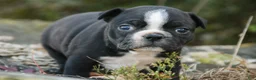 Boston Terrier dogs for sale: Carol Boston Terrier  - Ad 2