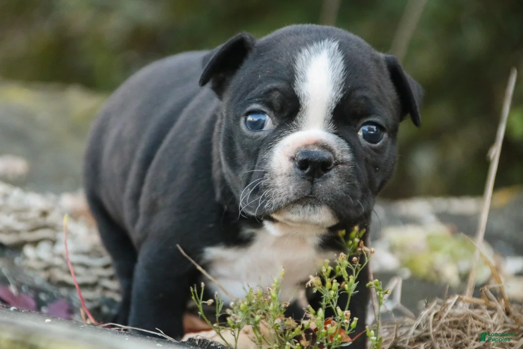 Boston Terrier dogs for sale: Carol Boston Terrier  - Ad 2