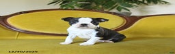 Boston Terrier dogs for sale: Comet - Ad 8