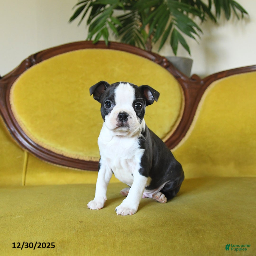 Boston Terrier dogs for sale: Comet - Ad 8