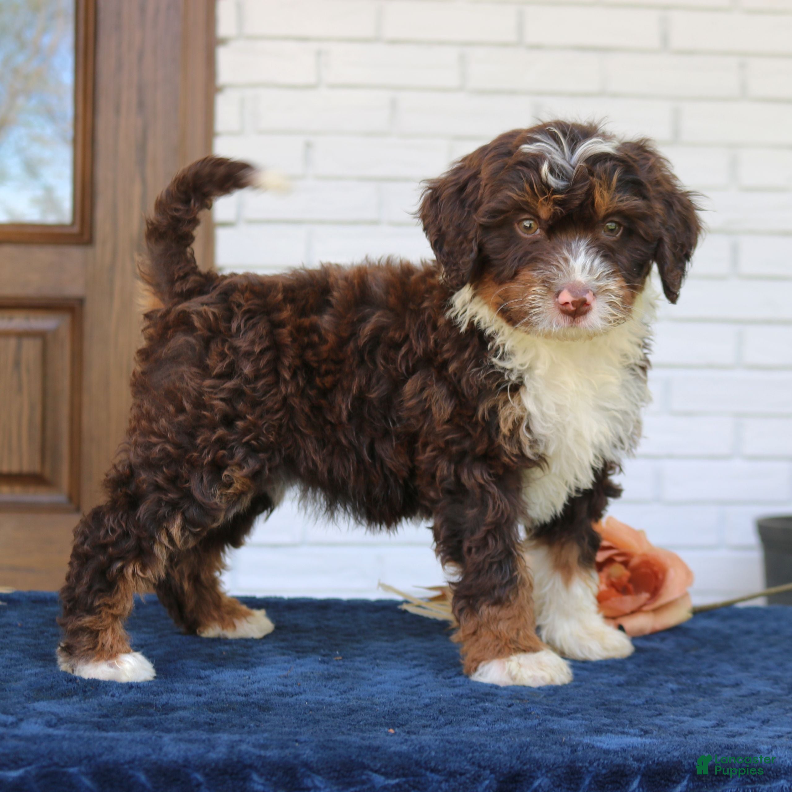 Mini Bernedoodle dogs Bailey  - Ad 1
