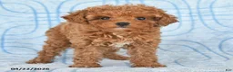 Toy Poodle dogs for sale: Twinkles - Ad 5