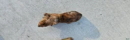 Miniature Dachshund dogs for sale: Birdie  - Ad 3