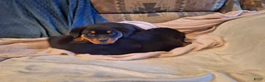 Rottweiler Puppy 3