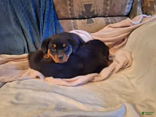 Rottweiler dogs Rottweiler Puppy 3 - Ad 25