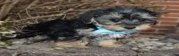 Yorkiepoo dogs for sale: Sawyer - Ad 9