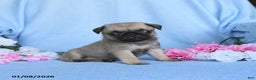 Pug dogs for sale: Tulip - Ad 2
