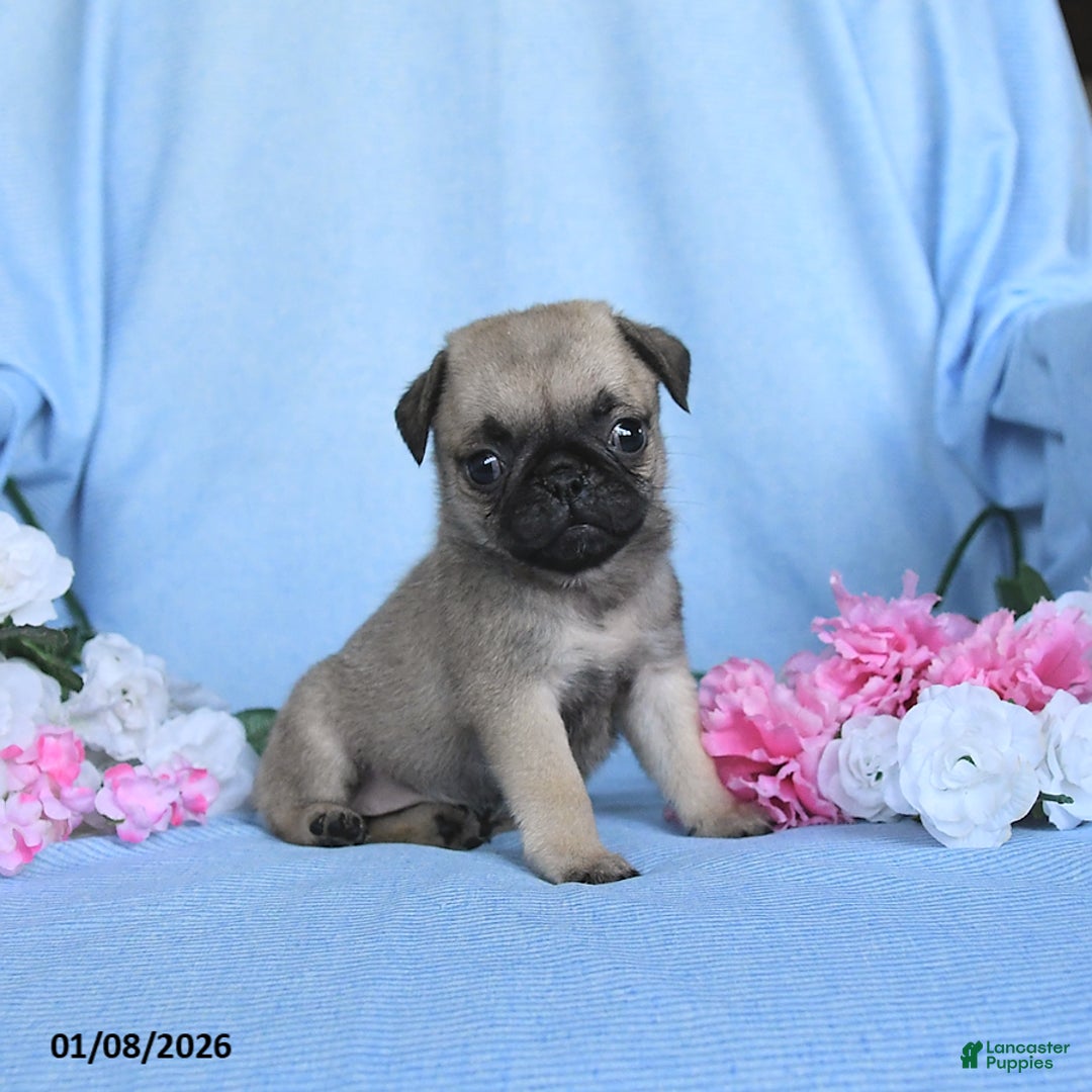 Pug dogs for sale: Tulip - Ad 2