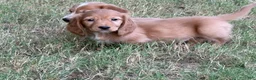 Miniature Dachshund dogs for sale: Dark cream  - Ad 15