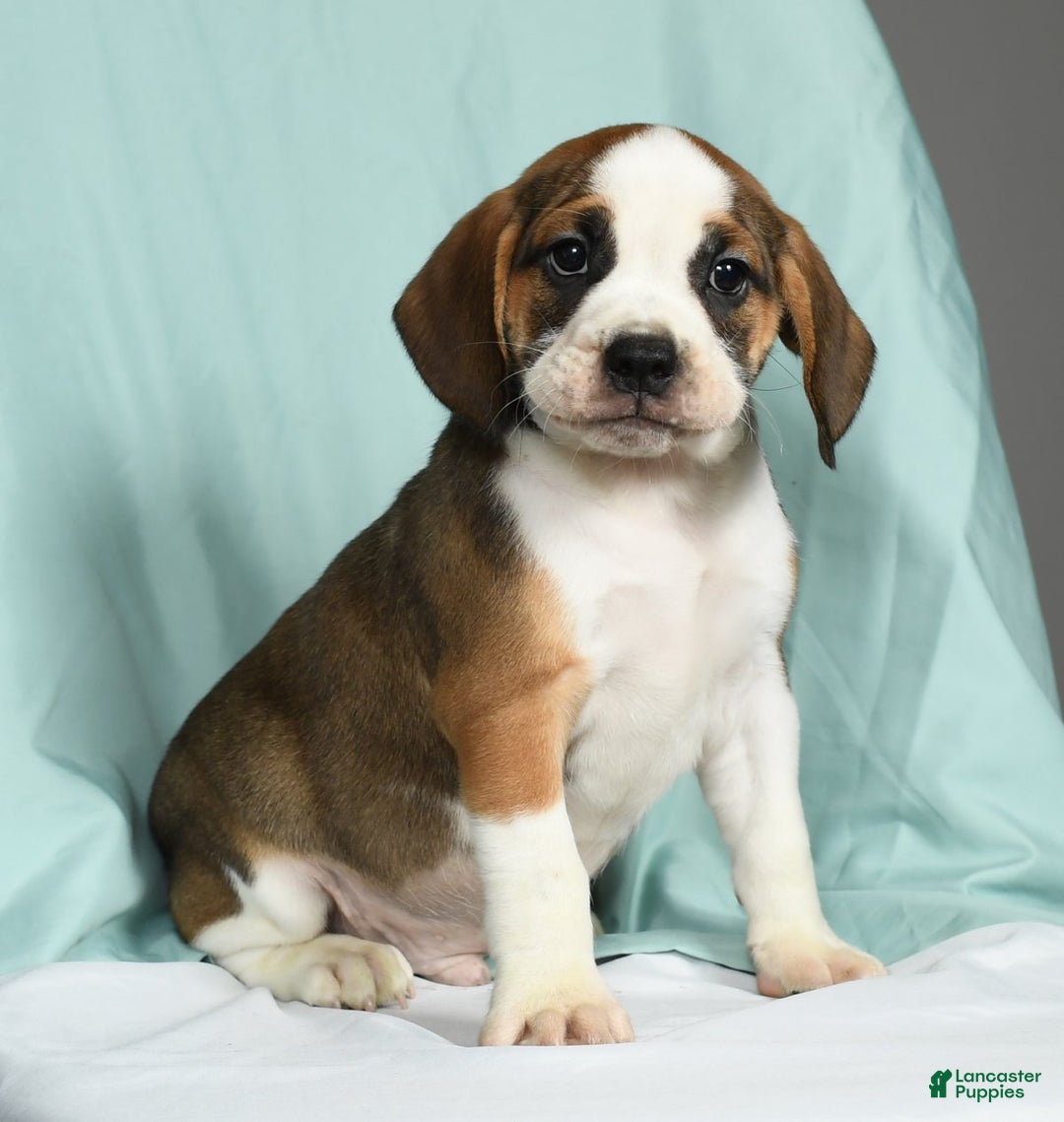 Bulldog Breed Beagle And English Bulldog Mix Puppies For Sale