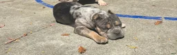 American Bully dogs for sale: American Bully 1 - Ad 3