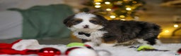 Mini Bernedoodle dogs for sale: Travis - Ad 4