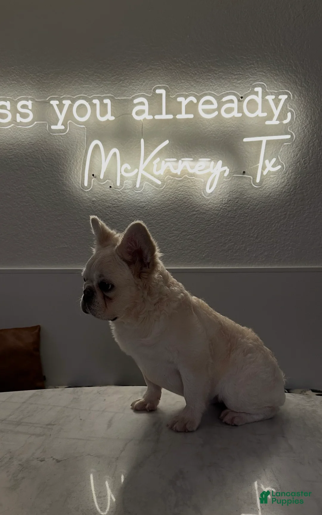 French Bulldog dogs for sale: French Bulldog Puppy 2 - Ad 3