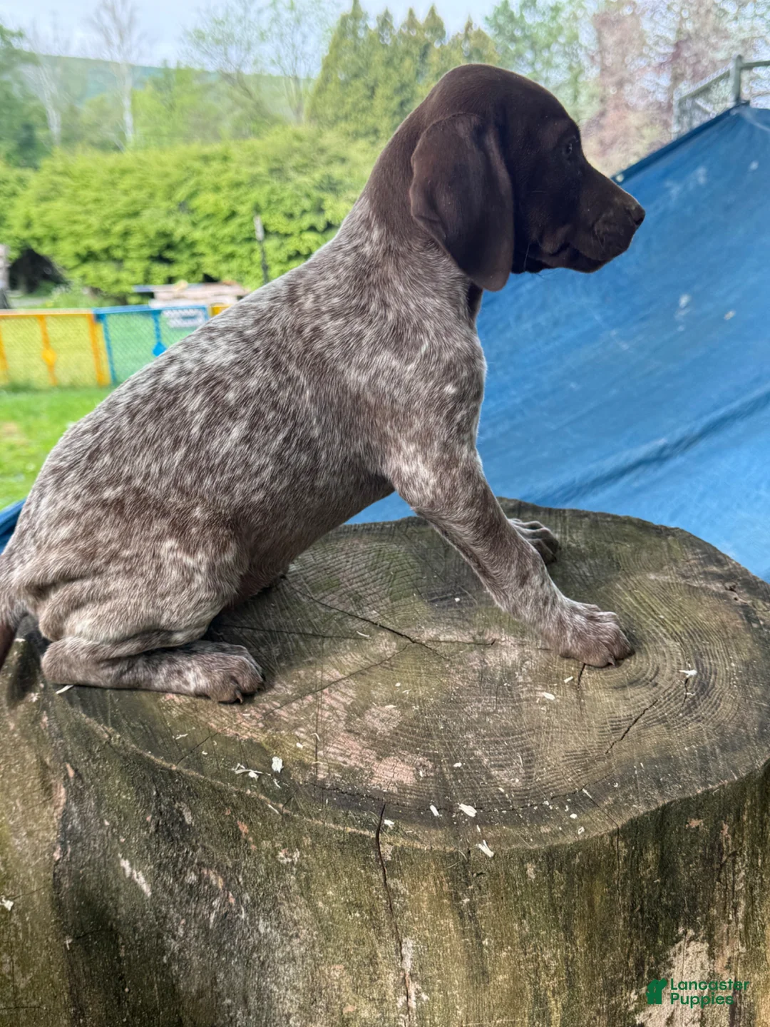 German Shorthaired Pointer dogs for sale: Gloria - Ad 3