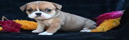 Mixed Breed dogs for sale: Macy - Ad 6